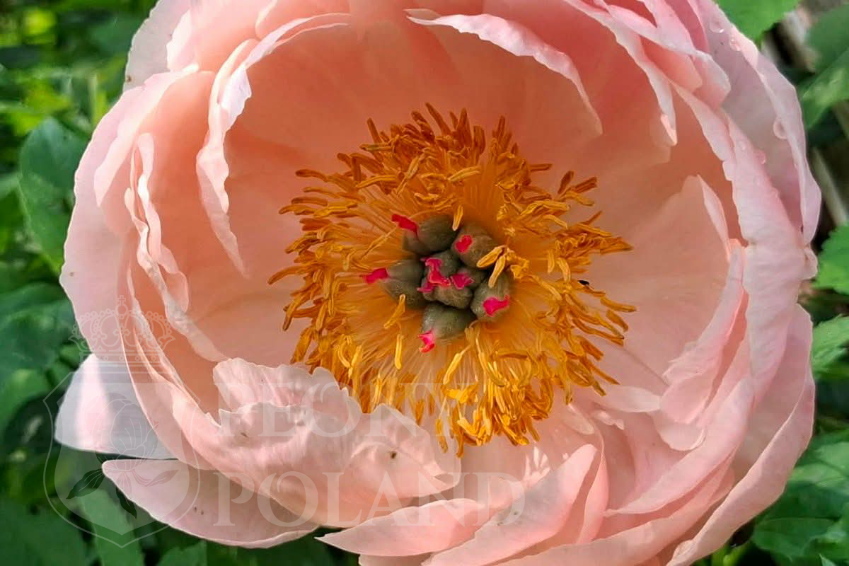 CORAL SUNSET - obrazek 6