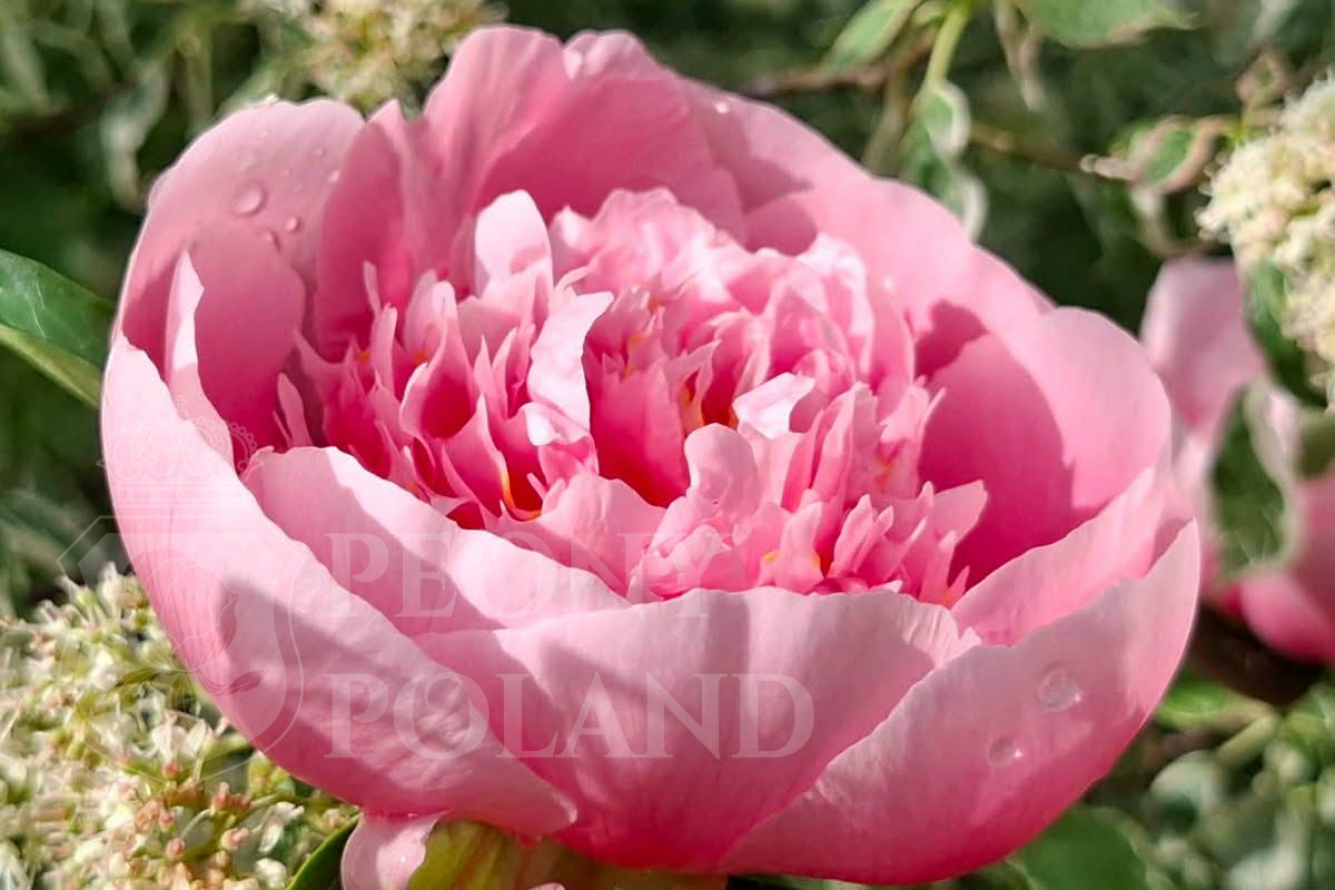 ETCHED SALMON - obrazek 3