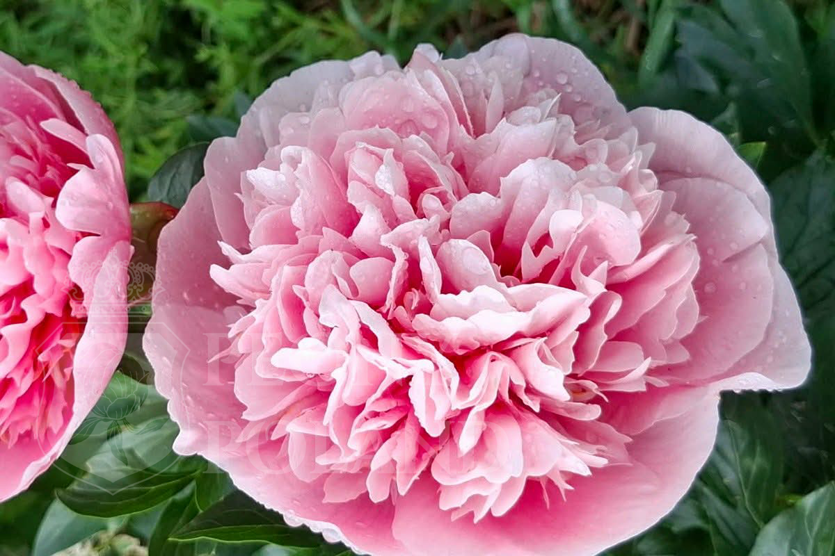 ETCHED SALMON - obrazek 4