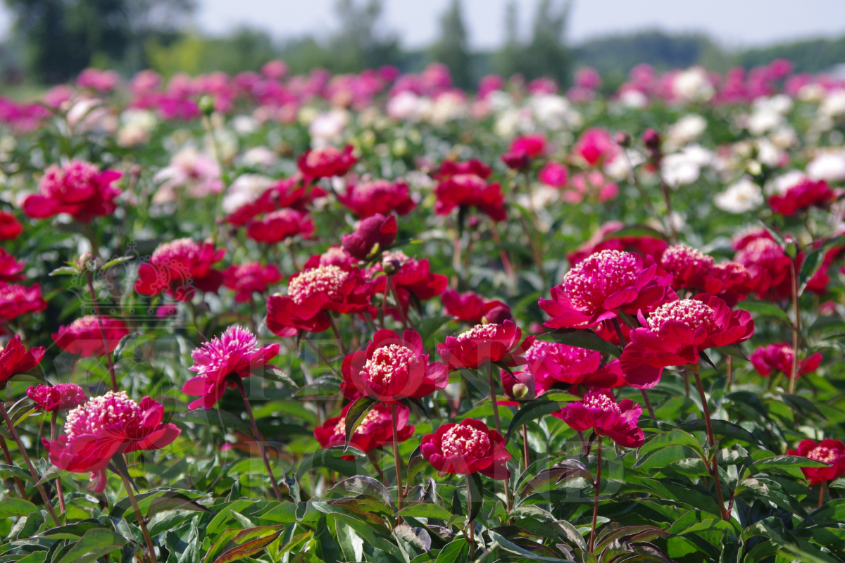 ADA NIVA - obrazek 2