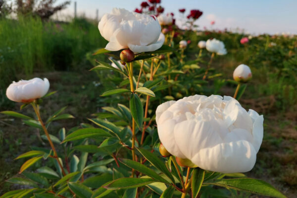 ALAN ROGERS – Peony Poland – Sklep z Piwoniami Online