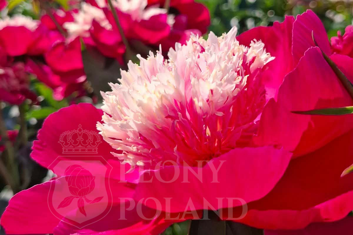 WHITE CAP - obrazek 3