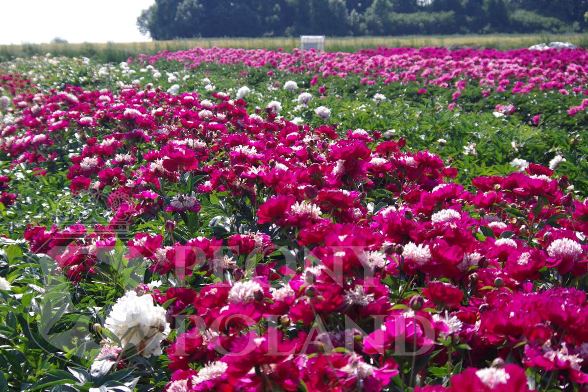 WHITE CAP - obrazek 2