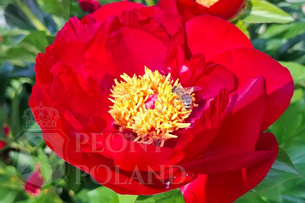 MACKINAC GRAND - obrazek 3