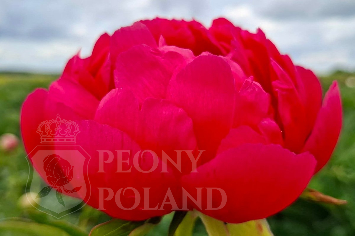 RASPBERRY CHARM - obrazek 4