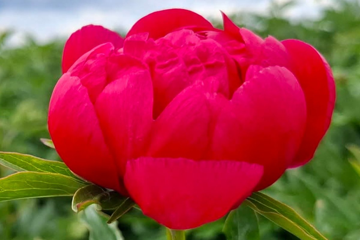 RASPBERRY CHARM - obrazek 2