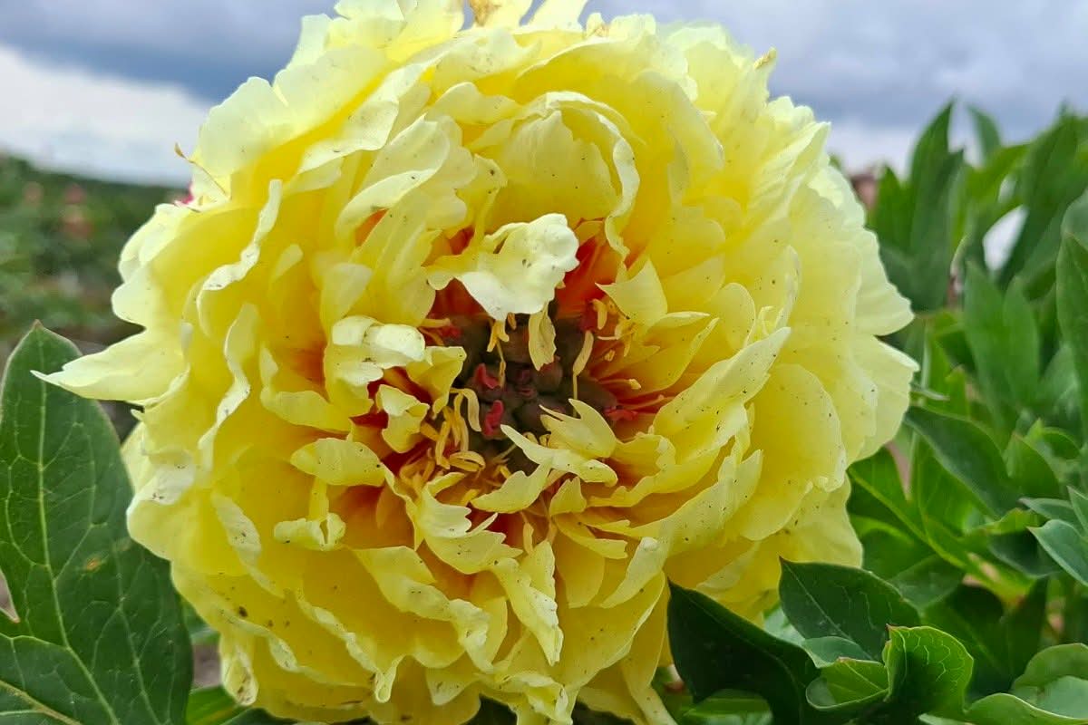 SONOMA YEDO - Itoh - obrazek 2