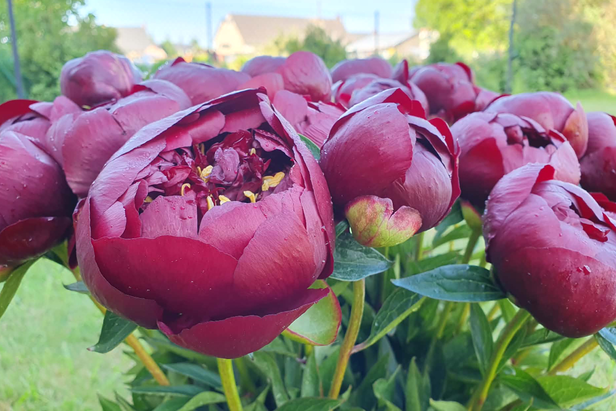 Buckeye Belle - obrazek 2