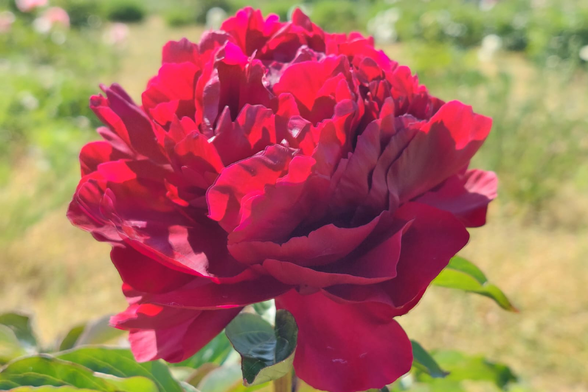 Highlight - obrazek 2