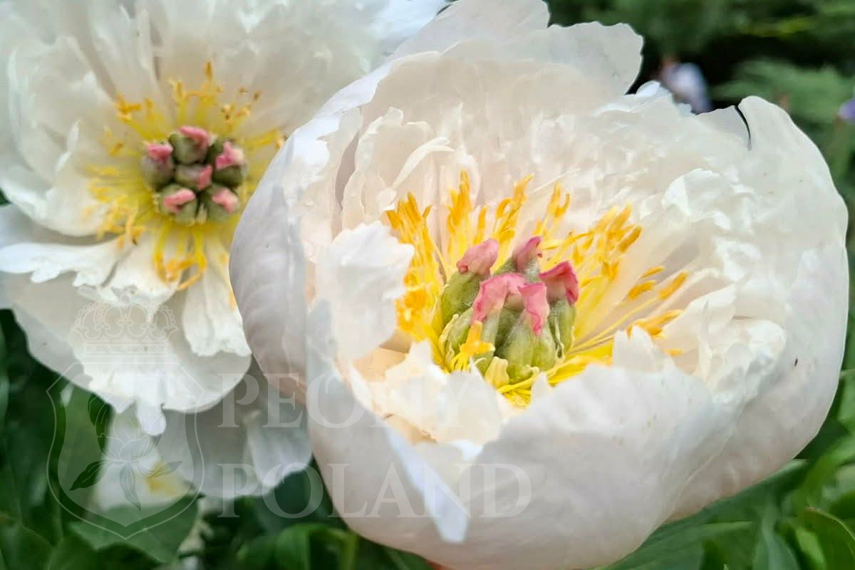 LOVE AFFAIR - Itoh - obrazek 2