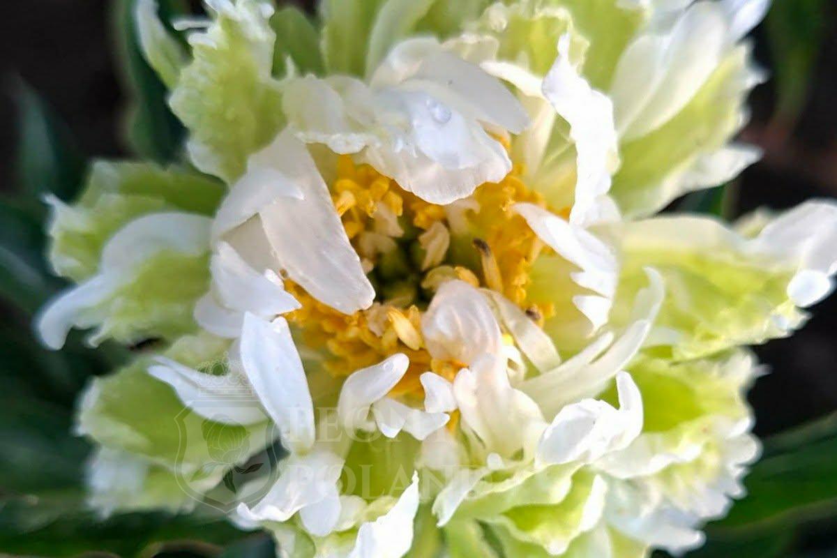 Green Halo - obrazek 2