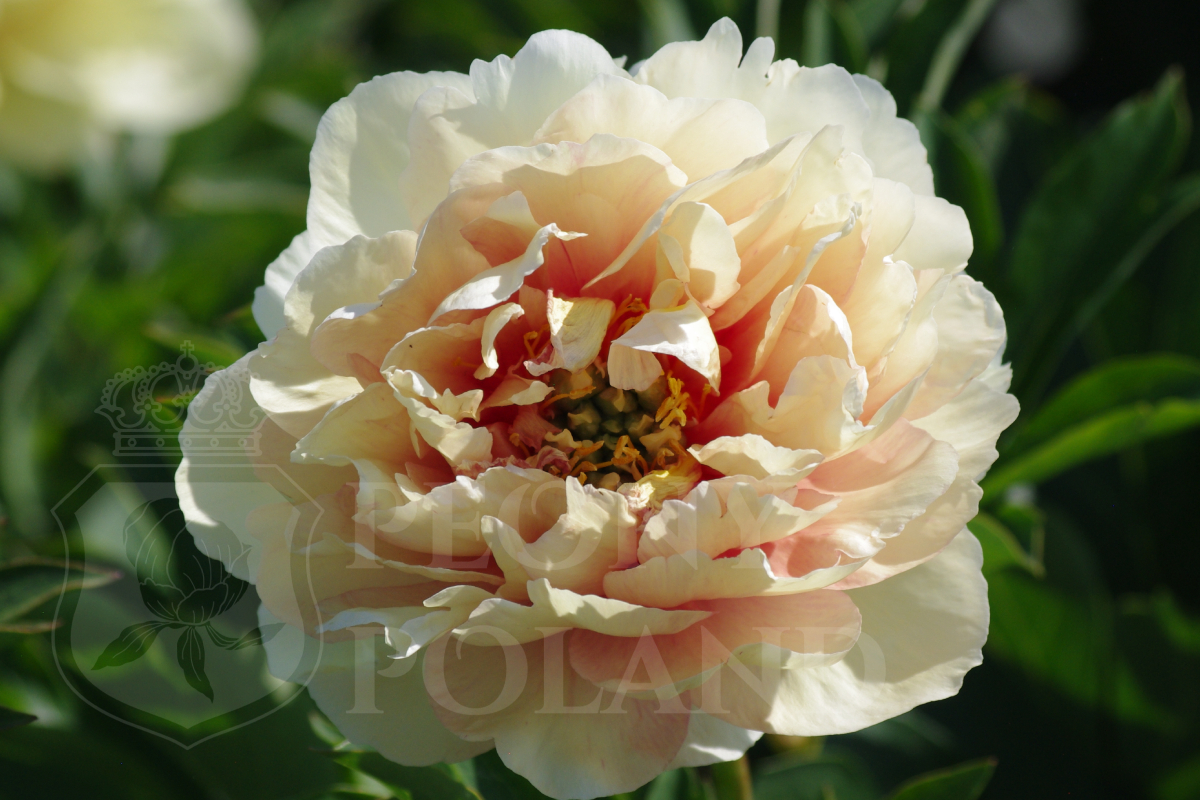 CANARY BRILLIANTS- Itoh