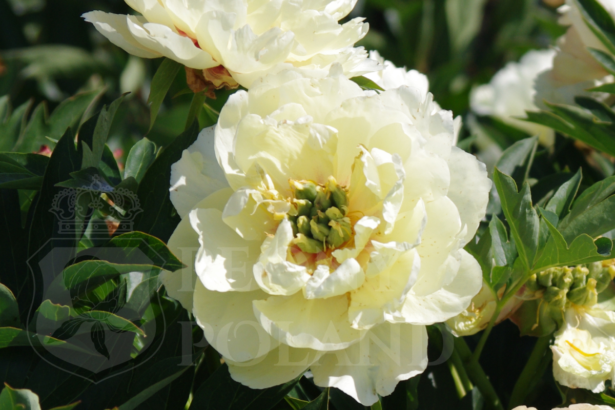 CANARY BRILLIANTS- Itoh - obrazek 3