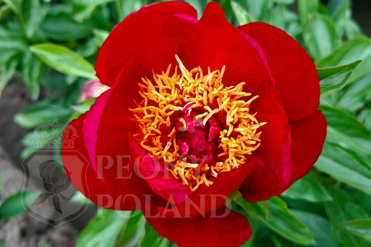 RED RED ROSE - obrazek 2