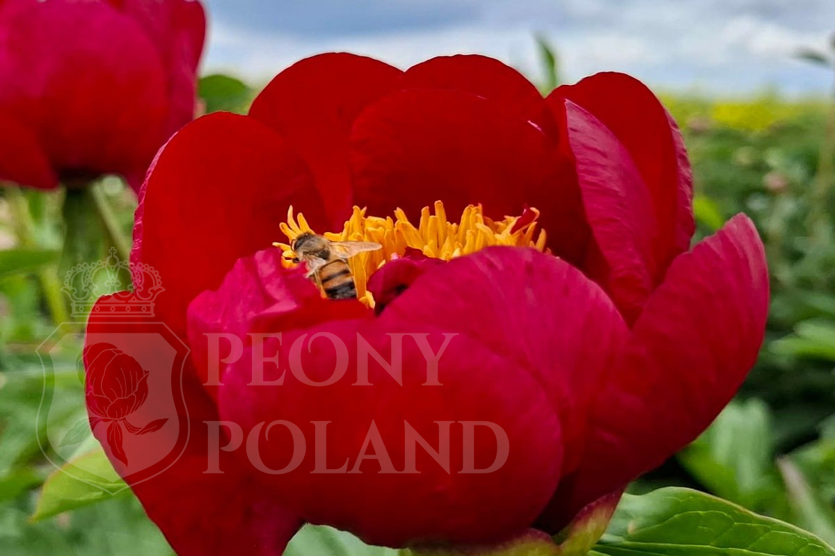 RED RED ROSE - obrazek 3