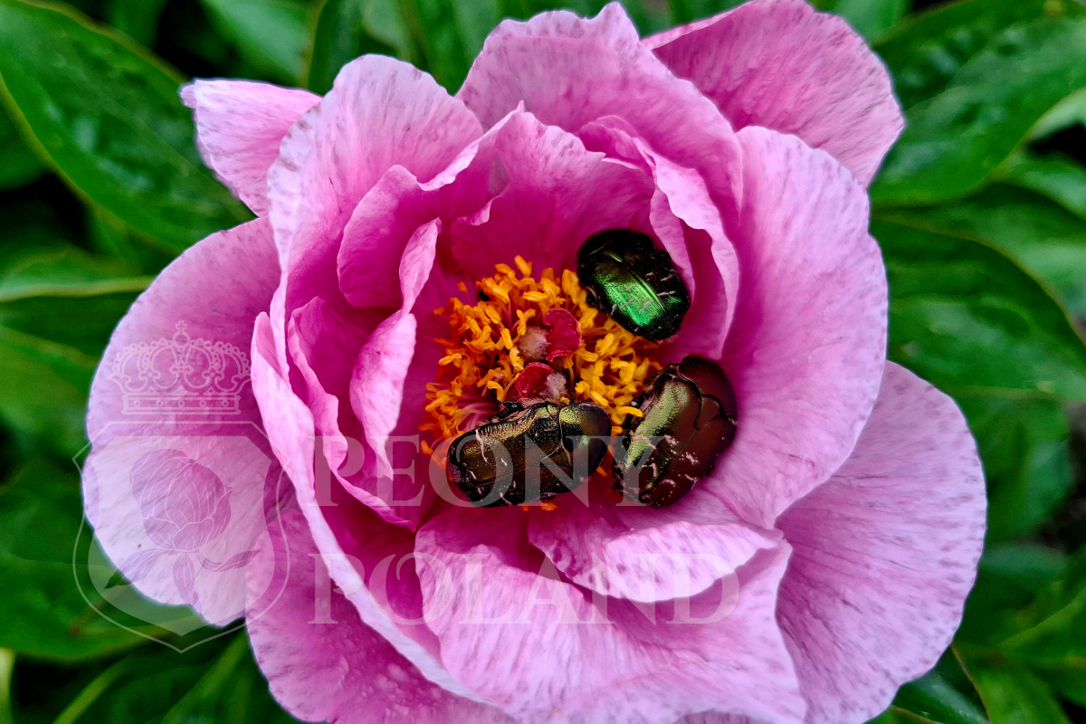 MAY LILAC - obrazek 2