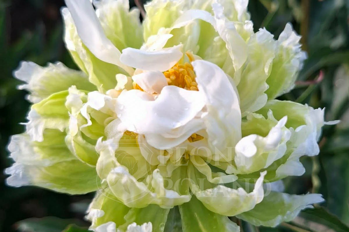 Green Halo - obrazek 3