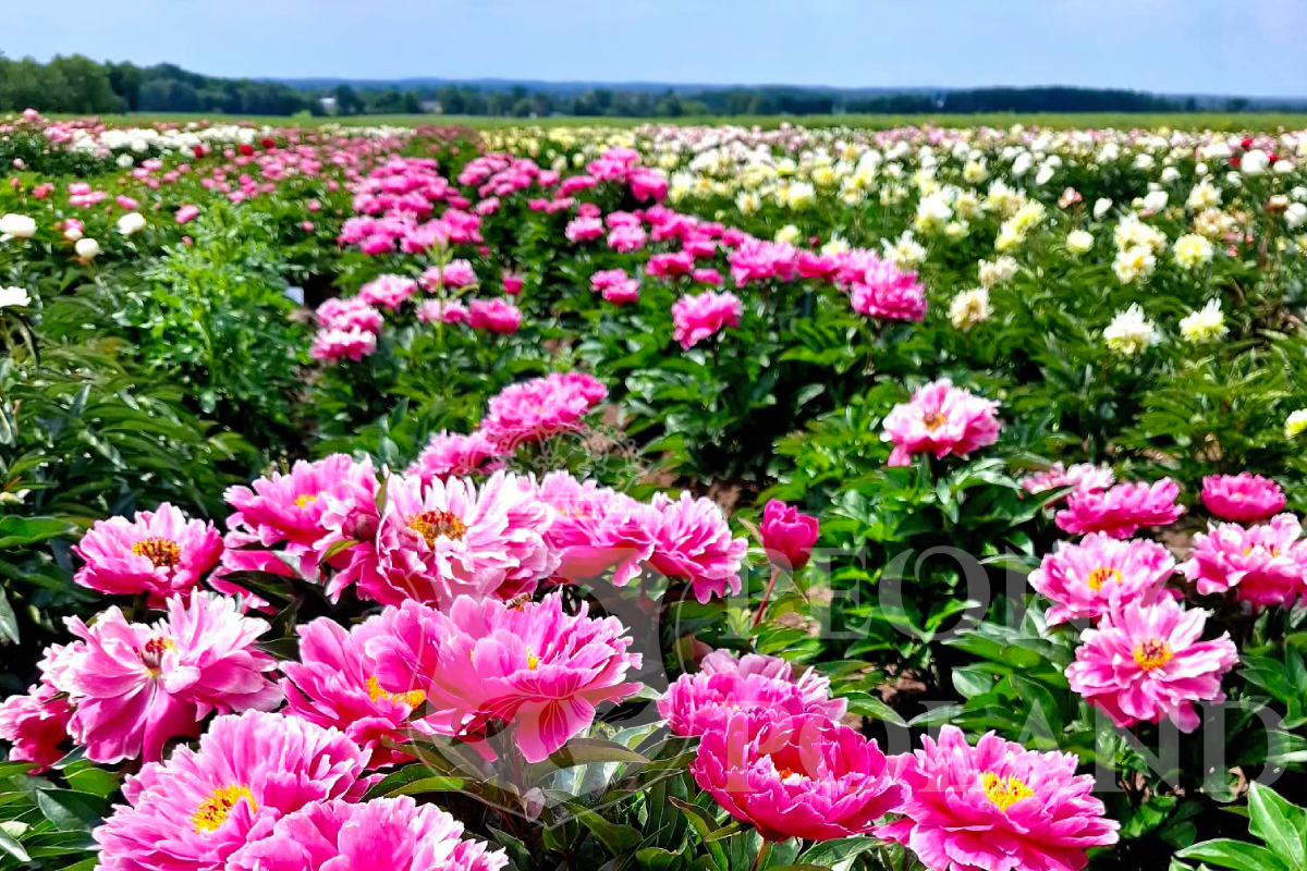 NICE GAL - obrazek 4