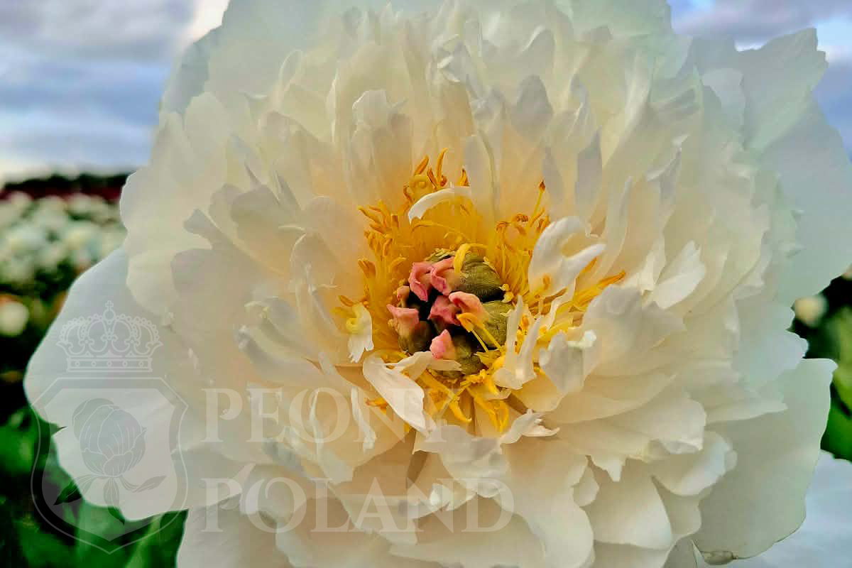 LOVE AFFAIR - Itoh - obrazek 3