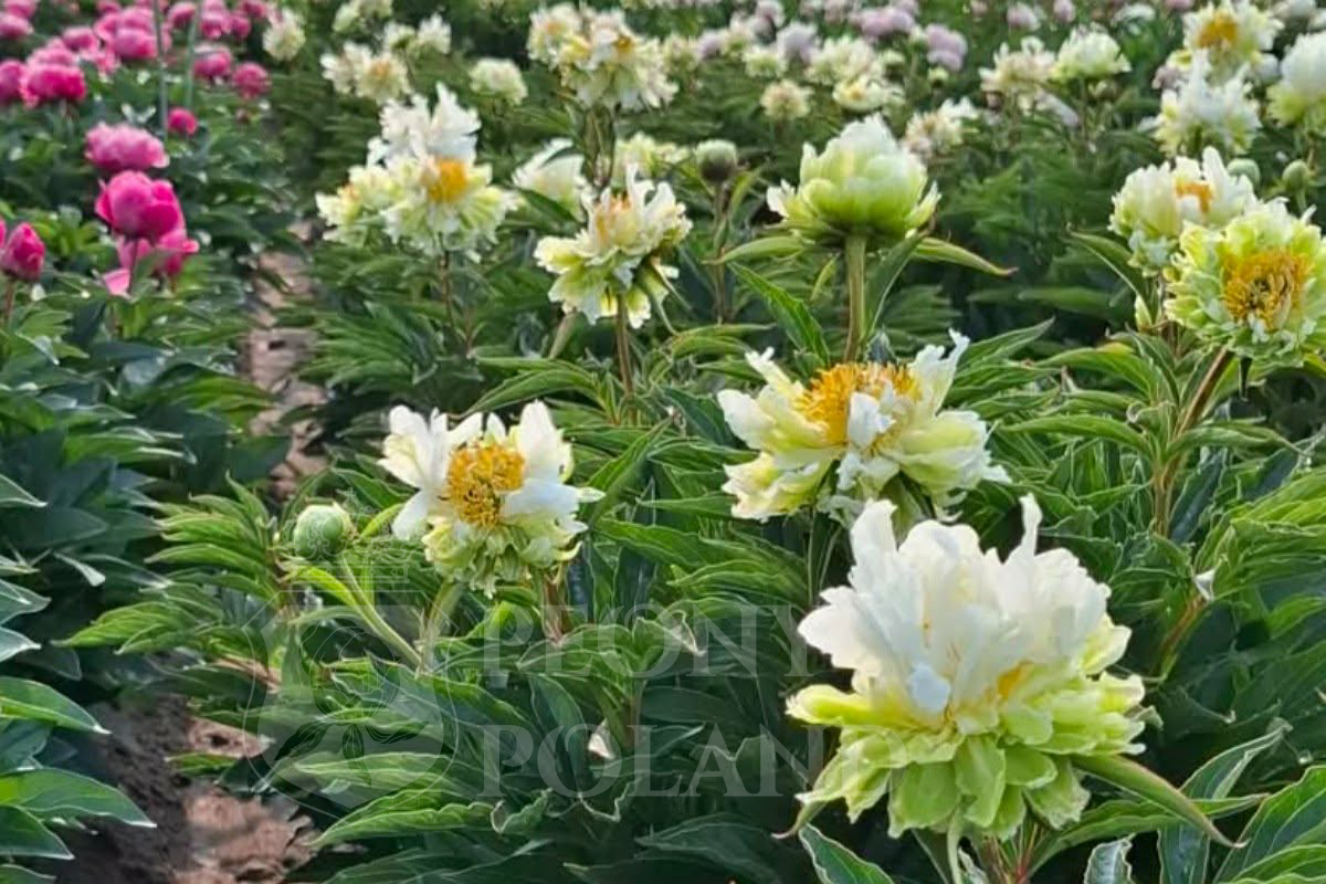 Green Halo - obrazek 5