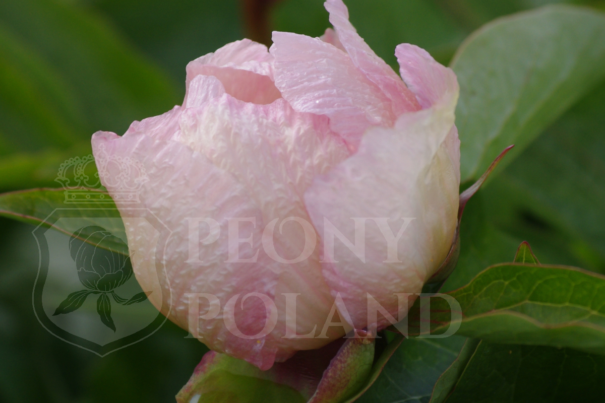 Early Daybreak - obrazek 4