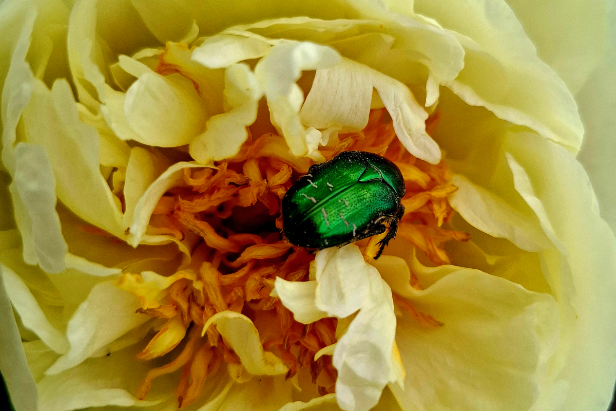 SUNNY GIRL - obrazek 3