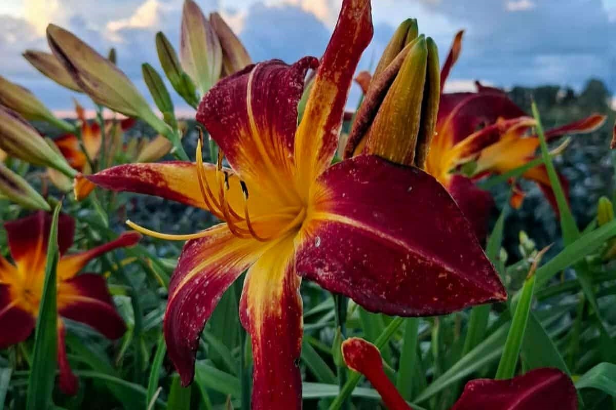 Liliowiec 'Red Spider' - obrazek 2