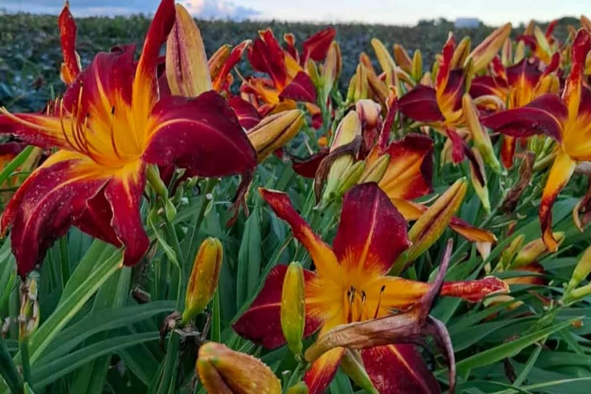 Liliowiec 'Red Spider' - obrazek 4