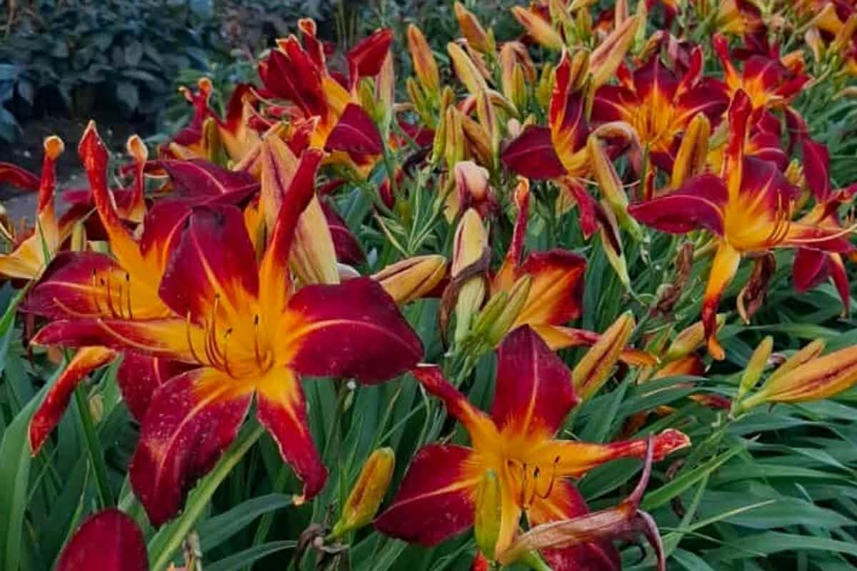 Liliowiec 'Red Spider' - obrazek 3