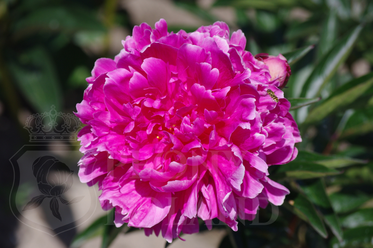 Goods Dream - obrazek 2