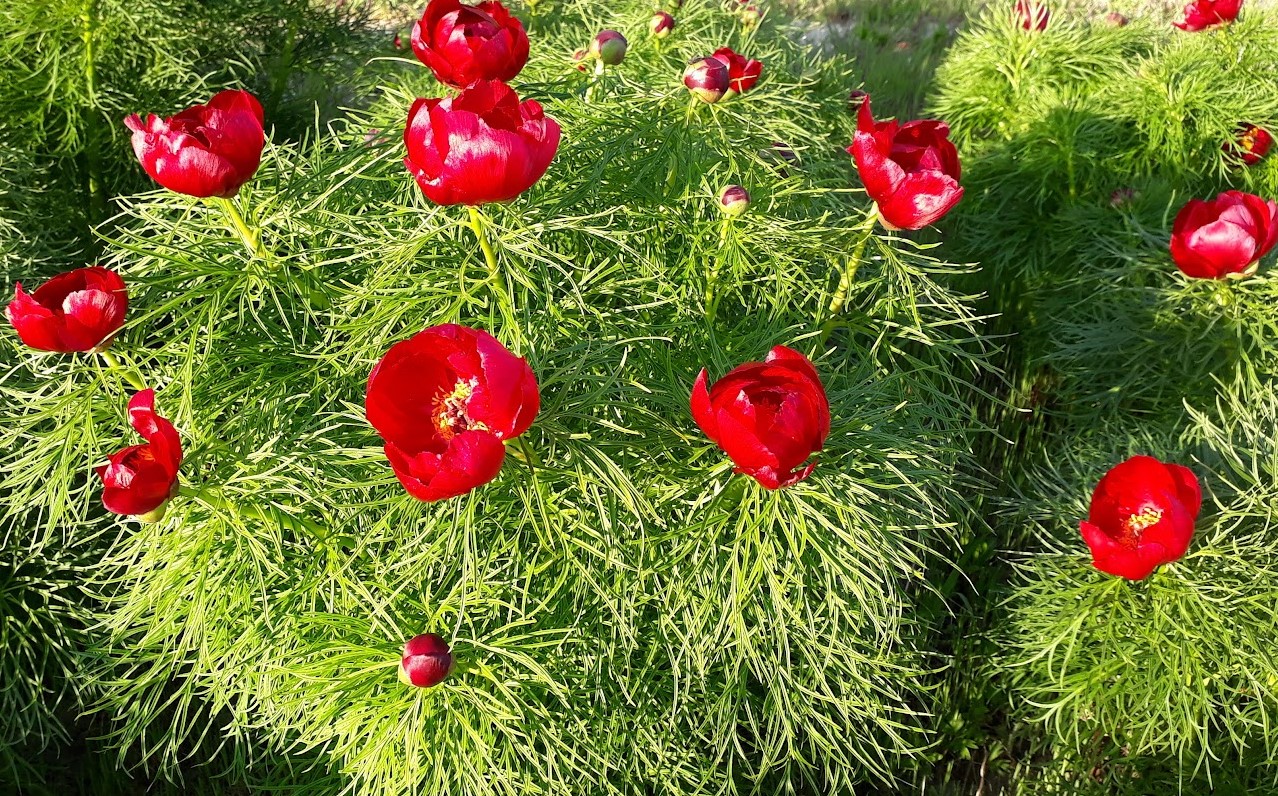Piwonia koperkowa – Paeonia tenuifolia