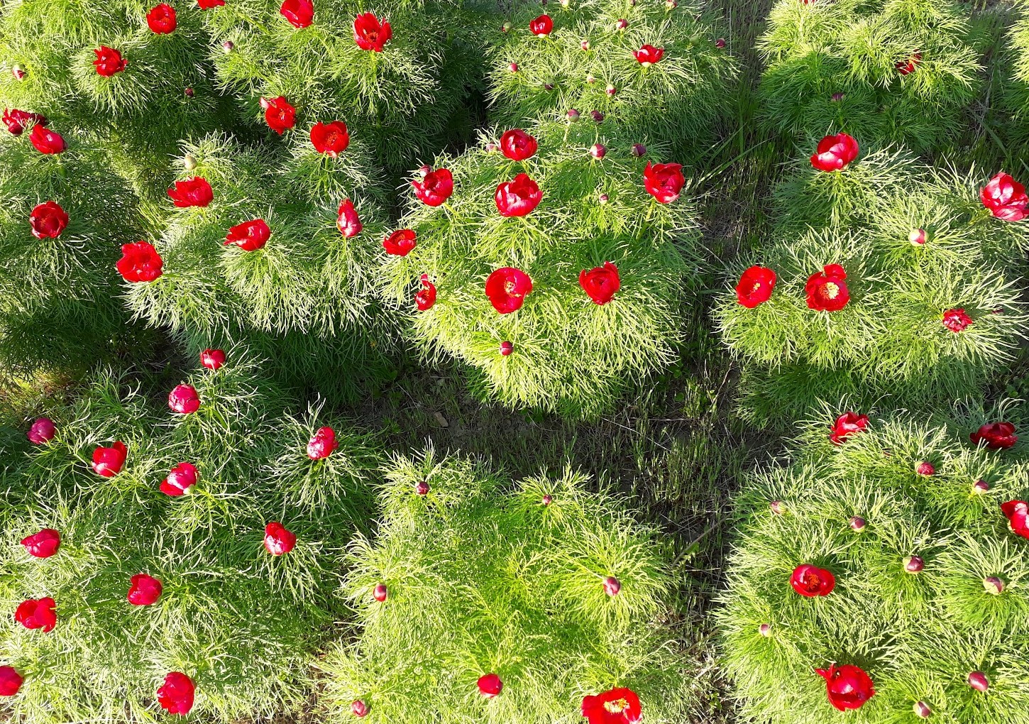 Piwonia koperkowa – Paeonia tenuifolia - obrazek 3